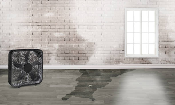 Best Water damage restoration company  in Farmington, IL